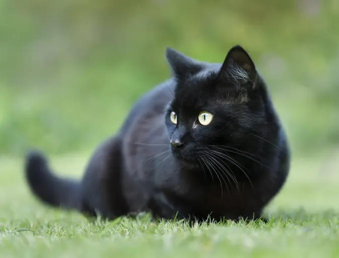 Black cat sitting in the grass